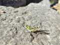 IMG-20221025-WA0037