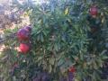 IMG-20221017-WA0154