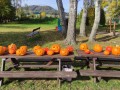 IMG_20231030_120739