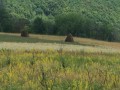 IMG_5224